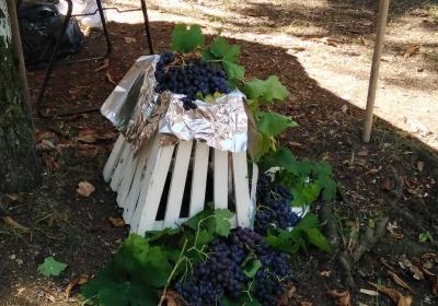 Viber Slika 2021 09 13 19 09 40 526